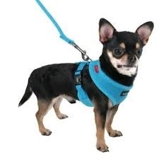 small-dog-harness