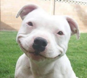 doggy-smile