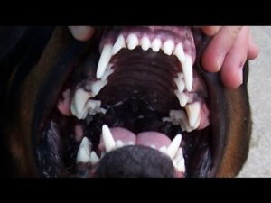 rottweiler-jaws