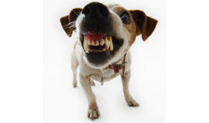 Jack Russell Terrier Snarling