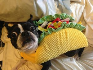 taco-dog